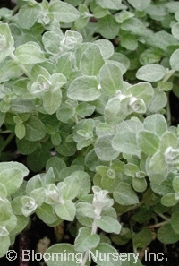 Plectostachys serphyllifolia (Helichrysum 'Dwarf')